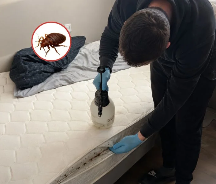 Technicien traitant un matelas contre les punaises de lit à Saintry-sur-Seine